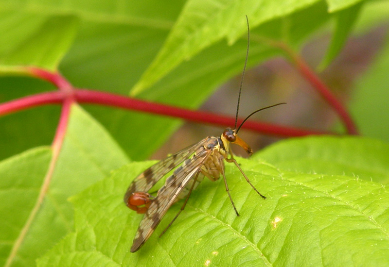 Panorpa cognata